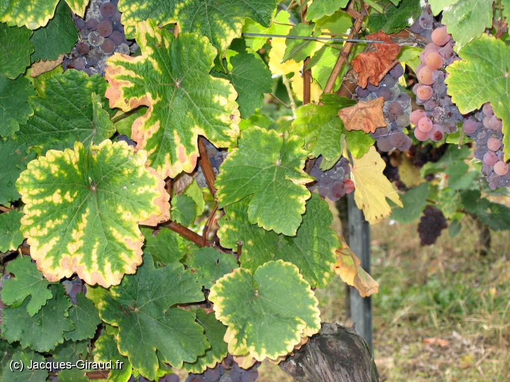 2005-10-02 14-59-28 octobre (x1024)(x1024).jpg